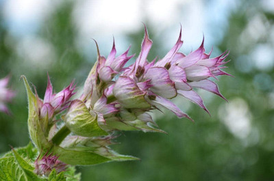 Qualtivate PUAS-5A Clary Sage Seed(100 per packet)