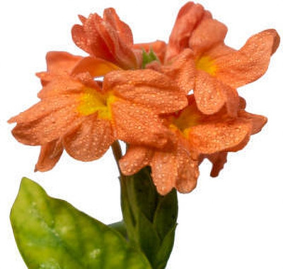 Chalissa kanakambaram-firecracker-crossandra Seed(37 per packet)