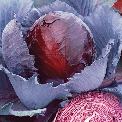 MYLAWN Purple Cabbage Seed(100 per packet)