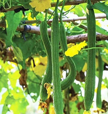 VibeX ® VMR-60 Smooth Luffa Sponge Gourd Seed(50 per packet)