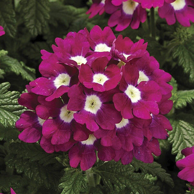 Quentova Verbena Seeds Tuscany Burgundy With Eye Seed(80 per packet)