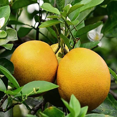 Aywal Citrus Limetta Seed(48 per packet)