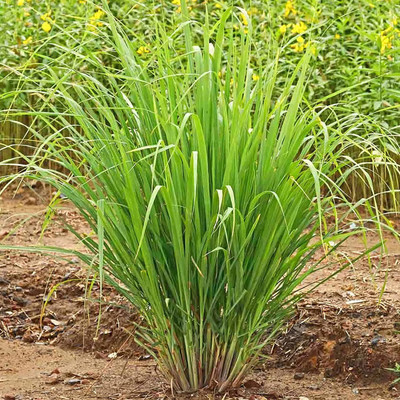 CYBEXIS GBPUT-44 - LEMONGRASS East Indian - (2250 Seeds) Seed(2250 per packet)