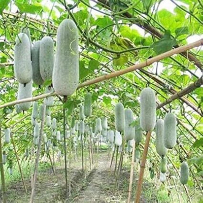 SRKR AGRO f1 indian Ash Gourd/Chalkumra/petha for home gardening Seed(17 per packet)