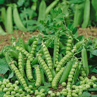 MYLAWN Pea Douce Provence Seed(400 per packet)