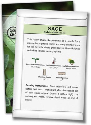 WILLVINE Non-GMO Hybrid Sage Seeds Seed(1000 per packet)