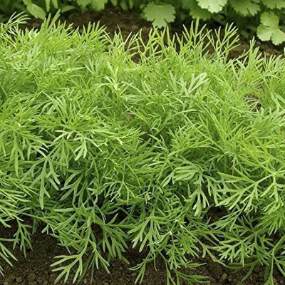CYBEXIS XLR-74 - Herb Dill Bush Giant - (2250 Seeds) Seed(2250 per packet)