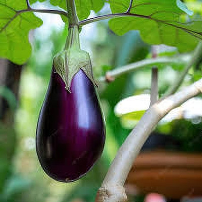 Arshiayat Brinjal Seed(90 per packet)