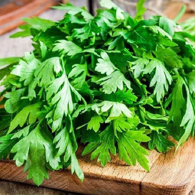 CYBEXIS Cilantro2800 Seeds Seed(2800 per packet)