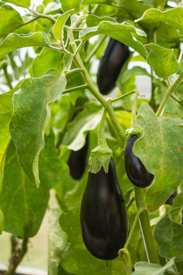 Kodali Hybrid F1 Brinjal Seeds Pack Of 57 Seed(57 per packet)