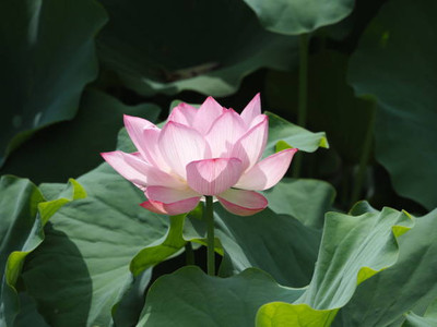 Farmer Faith lotus,kamal seeds Seed(20 per packet)