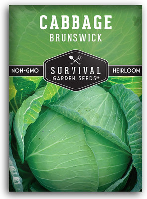 WILLVINE HUA -IX Brunswick Cabbage Seed Flat Green [2.5g] Seed(750 per packet)
