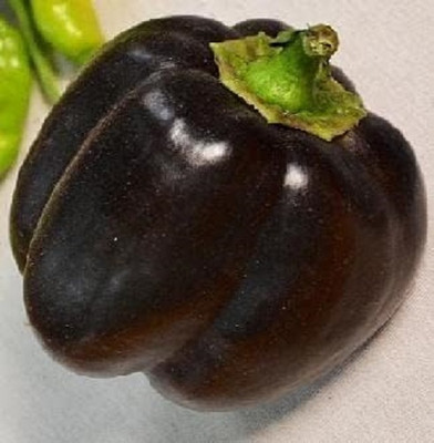 KNESSiN Easy to Grow Bella Noir Capsicum Vegetable Seeds for Garden-(200 Seeds) Seed(200 per packet)