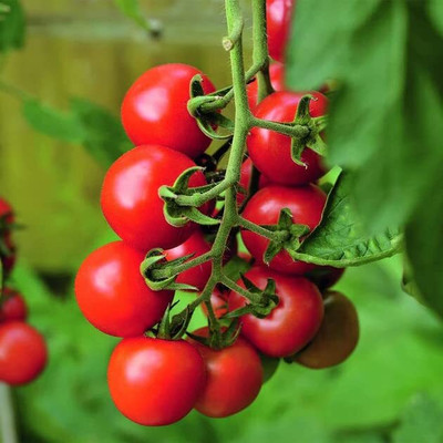 Aywal Red Tomato F1 Hybrid Heirloom Seed(3000 per packet)
