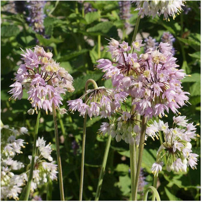 WILLVINE MAH -VI Nodding Onion Native Wild-flower [2.5g] Seed(1500 per packet)