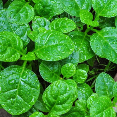 DEYS AGRO ™ malabar spinach seeds,poi saag hybrid vegetable seeds Seed(22 per packet)