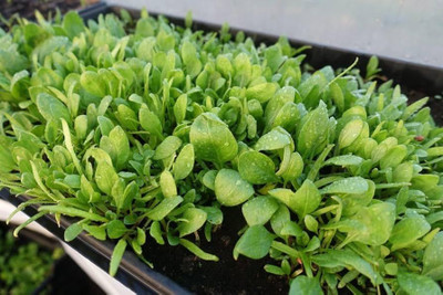 BJUBAS palak seeds for hydroponic pack of 44 Seed(44 per packet)