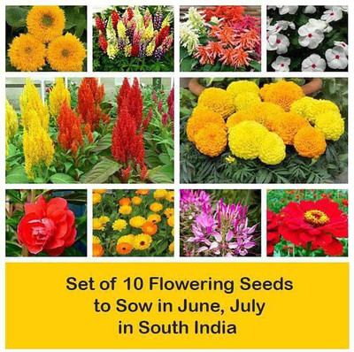 CYBEXIS Set of 10 Flowering Seeds to Sow in June, July in South India Seed(10 g)