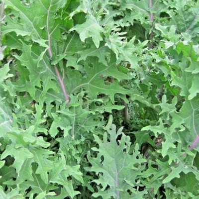KNESSiN Borecole Kale Red Russian Seed(200 per packet)