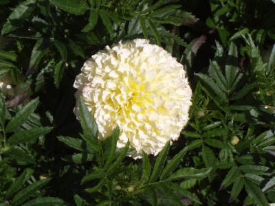 Audhav Marigold white Seeds for All Season Summer And Winter. Seed(50 per packet)