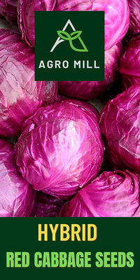 WILLVINE PUSA -VI RED CABBAGE/PATTA GOBHI SEEDS [50g] Seed(15000 per packet)