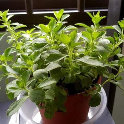 Mozette Organic stevia herb Seed(22 per packet)