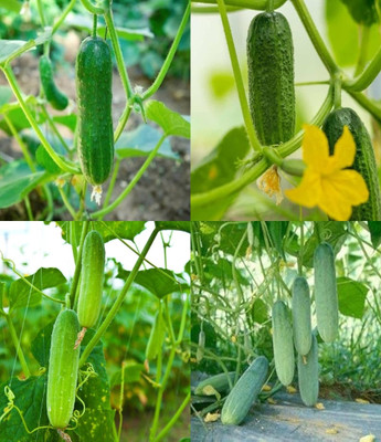 ibains Dosakaya seeds cucumber kakri seeds beej 64 Seed(64 per packet)