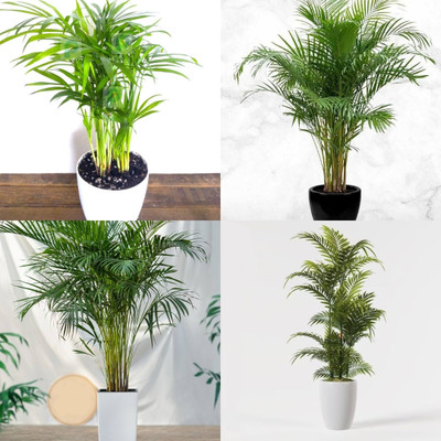 ibains Areca palm seed biij 40 Seed(40 per packet)