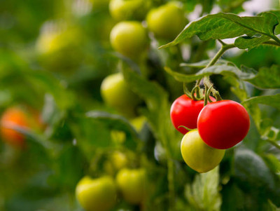 SILTON tomato Seed(105 per packet)