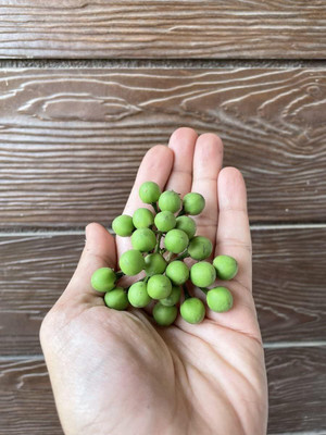 KNESSiN F1 Hybrid Turkey Berry Pea Brinjal Eggplant ( Seeds) Seed(2000 per packet)