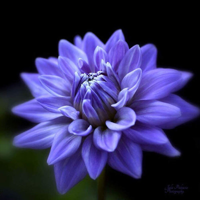CYBEXIS Rare Dahlia Seed(1 g)