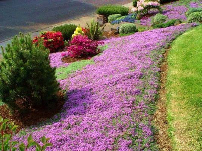 CYBEXIS PUAS-60 - Creeping Thyme-Thymus Serpyllum - (450 Seeds) Seed(450 per packet)