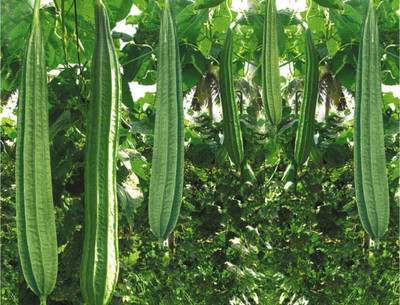 Qualtivate ICRA-2A Luffa Acutangula Angled Ridge Gourd Turai Seed(50 per packet)