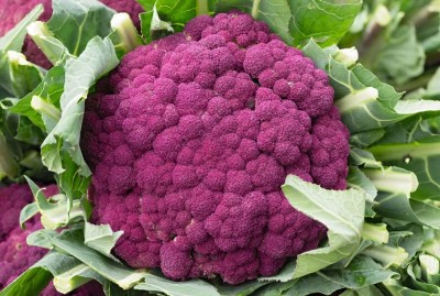 Aywal Cauliflower F1 Hybrid Purple Variety Seed(170 per packet)