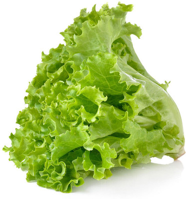 Arshiayat Lettuce Seed(150 per packet)