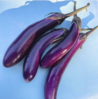 Quentova Brinjal-VIC Seed(400 per packet)