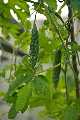 Qualtivate FXL-5AT KAKARA KAYI/LONG BITTER GOURD/HAGGALA KAI SEEDS Seed(50 per packet)