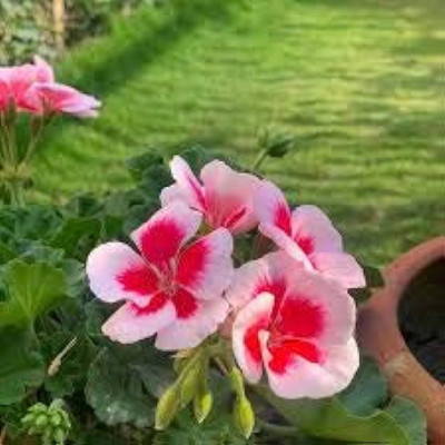 BDSresolve verbena bampton seeds Seed(30 per packet)