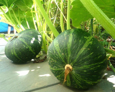 VibeX ® VMR-53 Hybrid Pumpkin Seeds Seed(50 per packet)