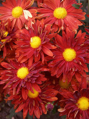 CYBEXIS Garden Mum, Mammoth Daisy Red-50 Seeds Seed(50 per packet)