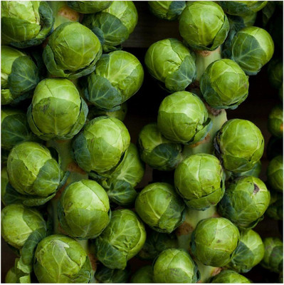 WILLVINE PUSA -XII Catskill Brussel Sprouts Seeds [50g] Seed(15000 per packet)