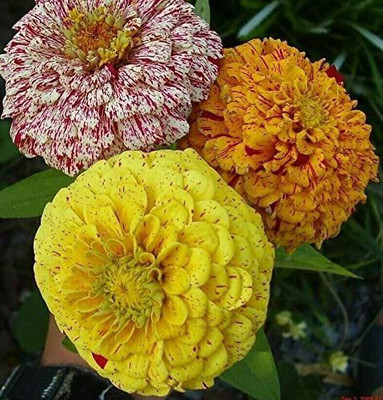 VibeX XLL-52 - Imported Peppermint Stick Mix Zinnia Flower - (30 Seeds) Seed(30 per packet)