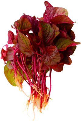 Qualtivate PUAS-8A Hybrid RED Amaranthus Seed(300 per packet)