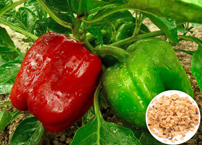 Seedsilk Red Capsicum Seeds Hybrid All Seasons Seed(40 per packet)