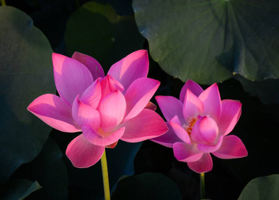 SS ONLINE lotus,kamal gatta Seed(10 per packet)