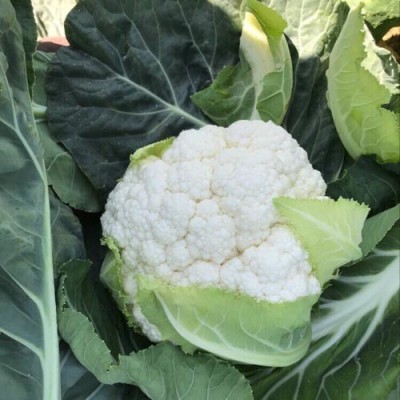 Quentova Cauliflower – Draconis-4L-DLX Seed(250 per packet)