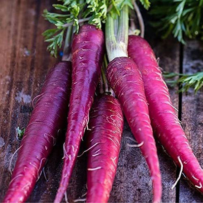 VibeX LXI-73 - COSMIC PURPLE CARROT - (250 Seeds) Seed(250 per packet)