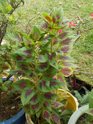 Quentova Amaranthus tricolor-KTK Seed(350 per packet)