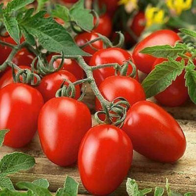 ibains Tomato tree seed Seed(310 per packet)