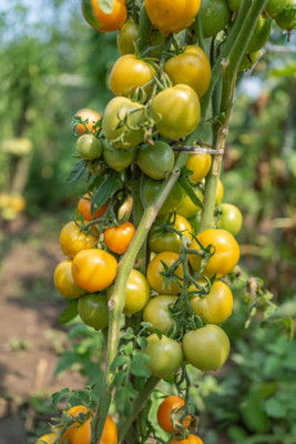 BDSreolve tomato Seed(110 per packet)